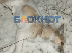 Трупы отравленных бездомных собак обнаружили мелитопольцы возле церкви