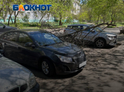 В Мелитополе выпали осадки в виде огромных сухих веток