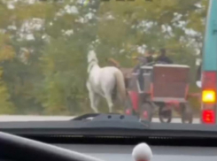 Запорожские водители встретили в пробке повозку с лошадьми 