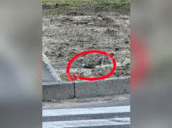 Запорожцев напугала огромная гадюка прямо посреди улицы