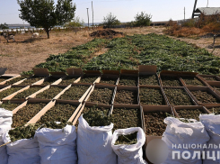 Почти 1,2 тысячи преступлений, связанных с наркоторговлей, совершили запорожцы в 2024 году