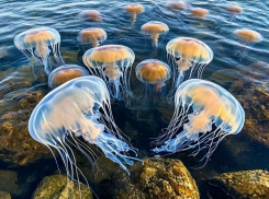 Ученые назвали причину катастрофического роста численности медуз в Азовском море 