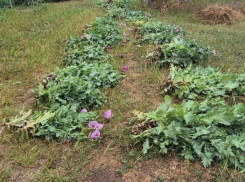 Пенсионерка из Запорожской области попала под дело за выращивание порядка 500 кустов снотворного мака