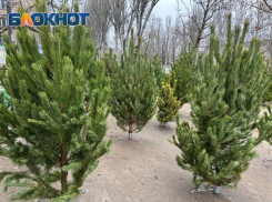 Стало известно, где купить живую ёлку в Мелитополе и округе