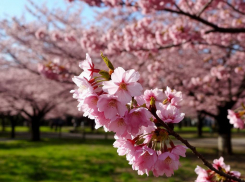 В Мелитополе восстанавливают заброшенные черешневые сады