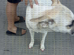 Собачий маникюр начали делать в Запорожье