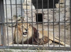 ВСУ атаковали зоопарк в Запорожской области: повреждены вольеры