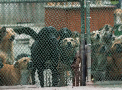 «Выбрасывают, бьют и топят»: что происходит с бездомными животными в Мелитополе во время СВО