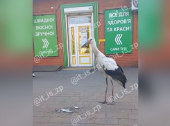 Напугавшего людей аиста сняли на видео в Запорожье