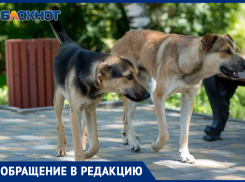 Жители Днепрорудного сообщили о нашествии бездомных собак в городе