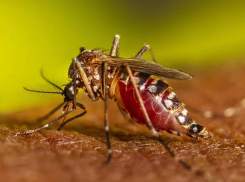 Укус вызывает паралич: запорожцев предупредили об опасных комарах