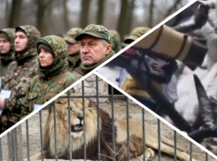 Новости Запорожья: ВСУ ударили по животным, судьба уклонистов на референдуме и радужный дрон