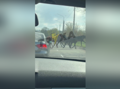 Появилось видео, как табун лошадей парализовал движение на дороге в Запорожье