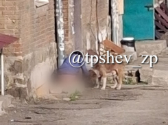 Женщина оголила задницу перед собакой в Запорожье