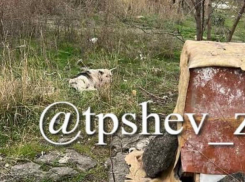 Неравнодушные запорожцы спасли умиравшую на трамвайных путях собаку