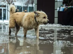 Бот для контроля животных без владельцев запустили в Запорожской области