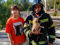 Спасатели МЧС достали из-под бетонных завалов щенка в Мелитополе