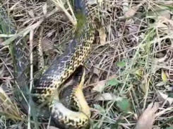 Запорожец спас от мучительной смерти редкую краснокнижную змею