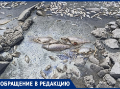 Массовый рыбный мор наглядно показал житель Качкаровки в Запорожской области