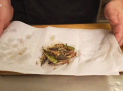 Блюда с запорожской саранчой начали готовить в заведениях Днепропетровска