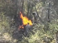 Скрывают потери: как ВСУ сжигают своих сослуживцев, показали разведчики РФ в Запорожской области 