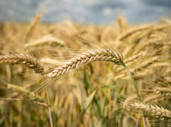 Почти 30 тонн опасного зерна чуть не попали в Бердянск