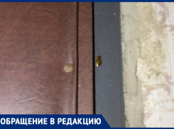 Полная антисанитария: тараканы из квартиры соседки затерроризировали жителей Днепрорудного