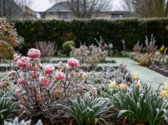 Заморозки до -3° ожидаются в Запорожской области