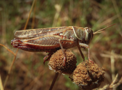 В Запорожской области ввели карантин из-за нашествия египетской саранчи