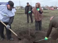 В Запорожской области высадили 250 деревьев в память о героях ВОВ