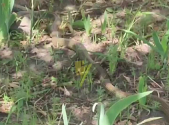 Гигантскую змею сняли на видео в центре Запорожья