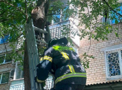 Спасатели помогли снять кота с дерева в Мелитополе