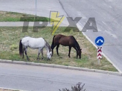 Запорожцев удивили лошади, гуляющие возле дороги на Бабурке