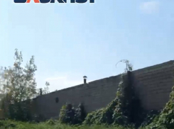 Сорняки в человеческий рост и мусор: мелитопольцы возмутились состоянием территории возле ГСК