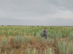 Россельхозцентр защитил запорожские поля от засухи и нашествия саранчи