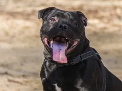 Забирать питомцев у жестоких владельцев будут в Запорожской области