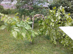 В Запорожье появилась группа уничтожающих деревья подростков-дебоширов