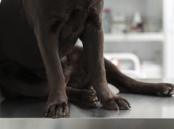 Запорожцы смогут сделать своим питомцам бесплатную прививку от бешенства