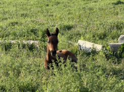 Жеребенок родился у лошади, выжившей после удара ВСУ по конной ферме в Акимовке