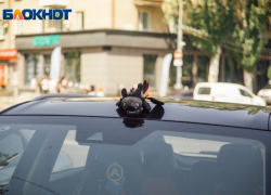 Настоящего дракона заметили жители Мелитополя прямо в центре города