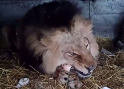 Появились кадры с раненым после атаки ВСУ львом Нео в Васильевском зоопарке
