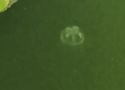 Запорожцы показали на видео внезапно появившихся в Днепре морских медуз 