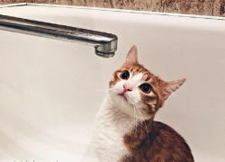 Власти Бердянска назвали причину внезапного отключения воды по всему городу