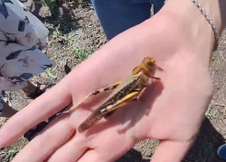 В Запорожье отменили введённый из-за нашествия саранчи карантин