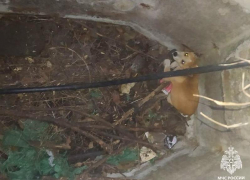 Пёс провалился в колодец в запорожском посёлке 