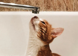 Власти Васильевки опровергли фейк о массовых авариях на водопроводе