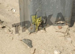 Жуткого паука-осу сфотографировали на Кичкасском пляже в Запорожье