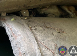 В Запорожье спасли собаку, застрявшую между бетонными трубами