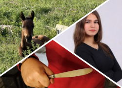 Новости Запорожья: выжившая после теракта лошадь родила жеребенка, 20 ножевых на почве ревности и апелляция по делу Поздеева