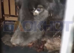 Неравнодушные мелитопольцы спасли бездомную собаку с травмой рта